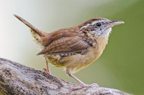 Kaytee blog US State Birds South Carolina State Bird