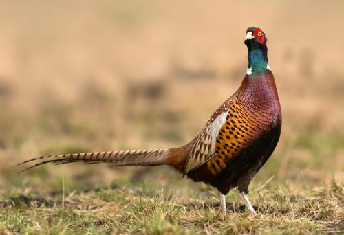 Kaytee blog US State Birds South Dakota State Bird