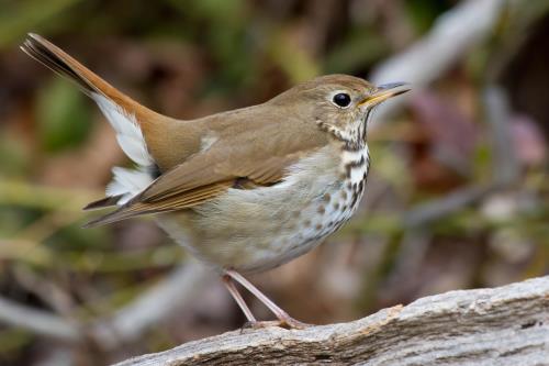 Kaytee blog US State Birds Vermont State Bird