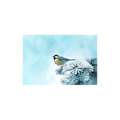Kaytee Wild Bird Winter Checklist 