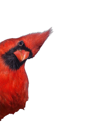 birdpeek